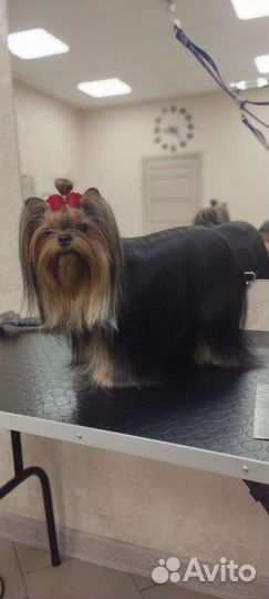 Красивые стрижки для ваших питомцев