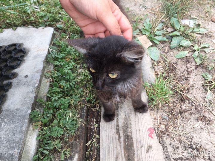 Котята бесплатно