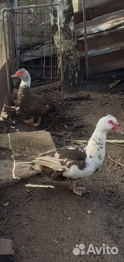 Мускусные утки