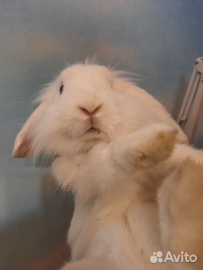 Декоративные кролики вислоухие