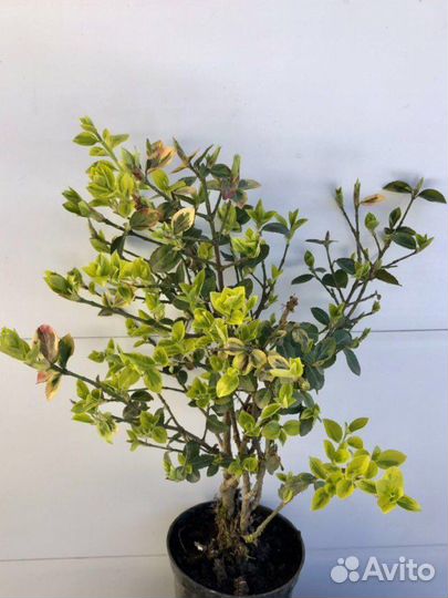 Бересклет Японский