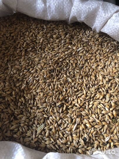 Ячмень, Овес, фуражный в мешках