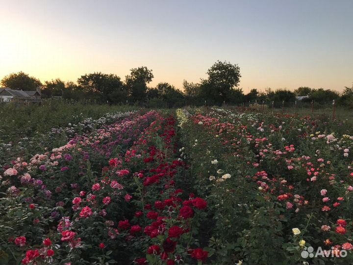 Кусты роз, розы