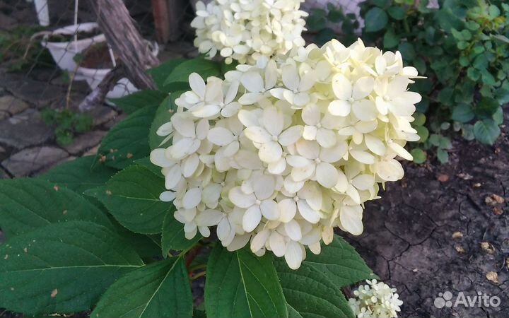 Гортензия метельчатая литтел фрайз