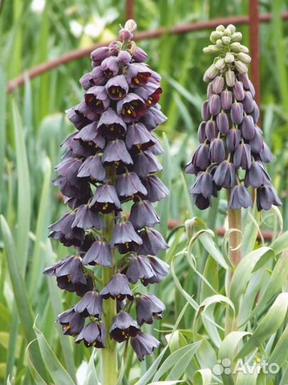 Фритиллярия (рябчик) оптом