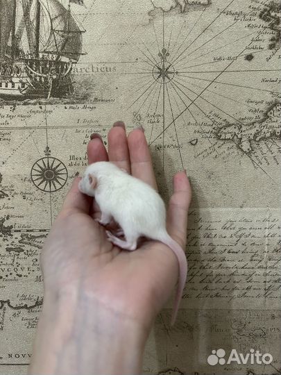 Ручные крысята Дамбо Айвори,хаски,Black