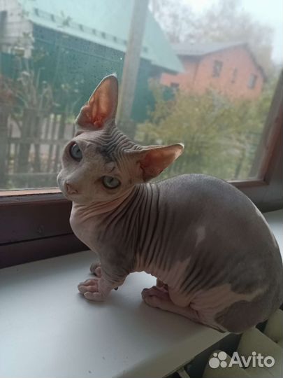 Вязка кота Двэльфа