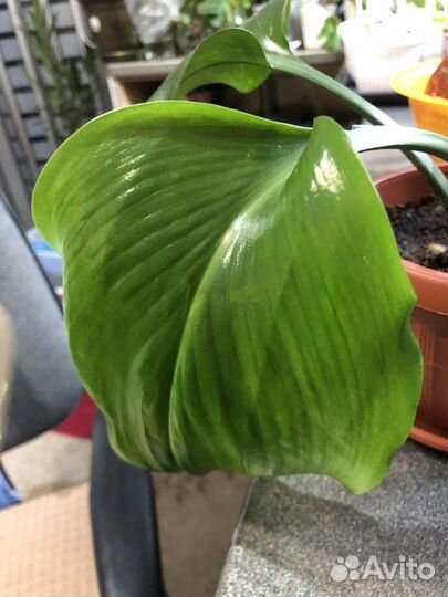 Амазонская лилия. Эухарис