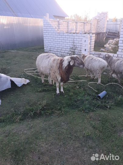 Курдючные бараны овцы