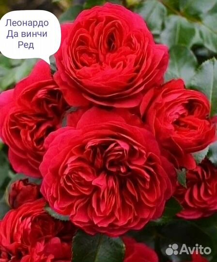 Роза саженцы очень красивых необыкновенны