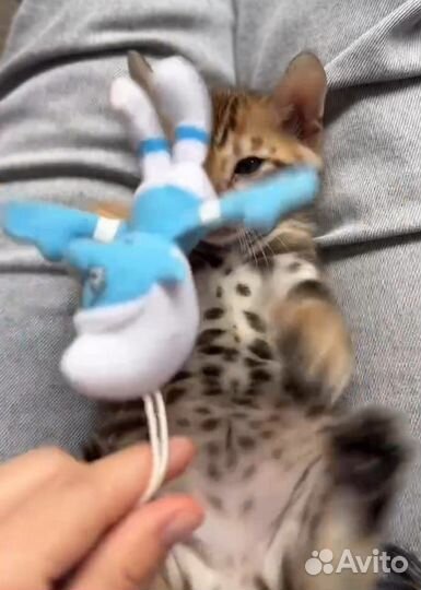 Котята бенгальские