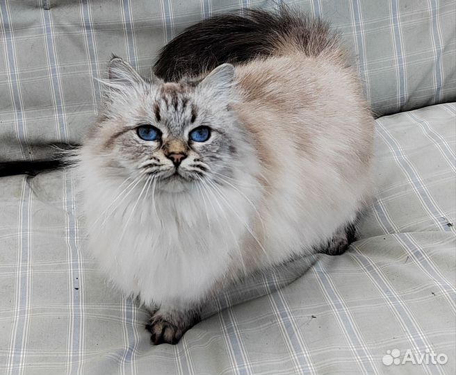 В добрые руки