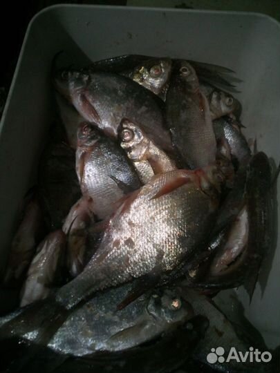 Рыба вяленая, сушеная