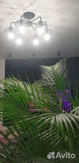 Пальма Арека Хризолидокарпус