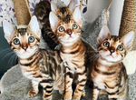 Чистопородные Бенгальские котята с документами