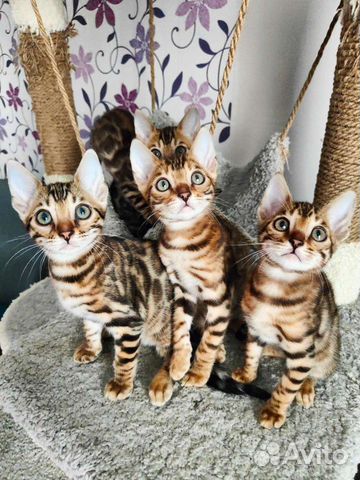 Чистопородные Бенгальские котята с документами объявление продам