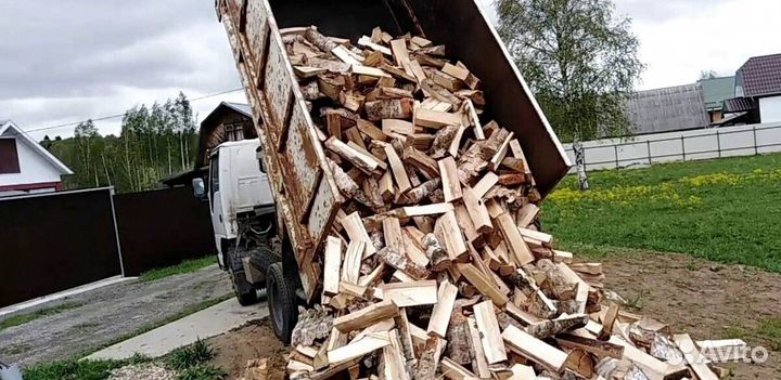 Береза на выбор