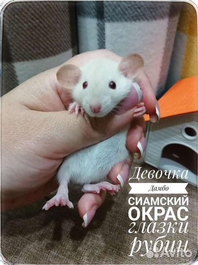 Крысята крыски Дамбо хаски