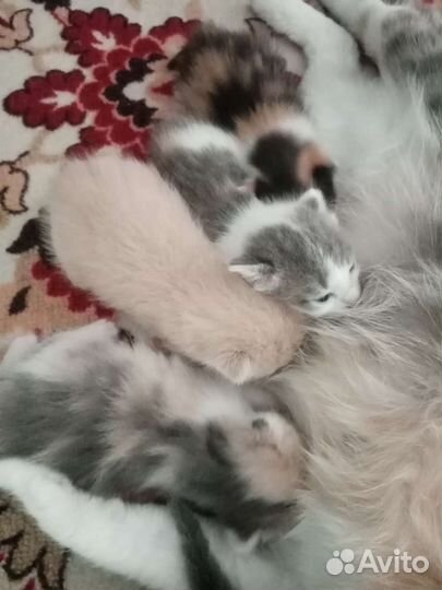 Котята домашние