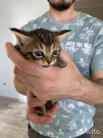 Котята в добрые руки бесплатно