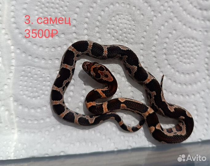 Маисовый полоз okeetee phase het Amel