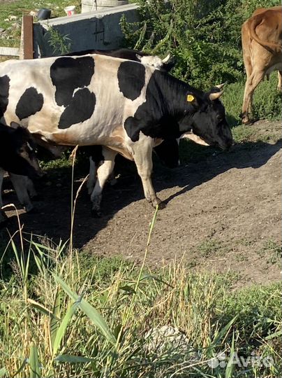 Быки на племя