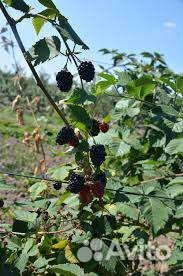 Ежевика кустики