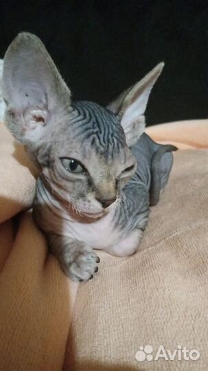 Канадский сфинкс девочка