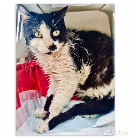 Ласковая кошечка Тату в добрые руки