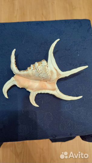 Композиция из морских раковин. Прекрасный подарок