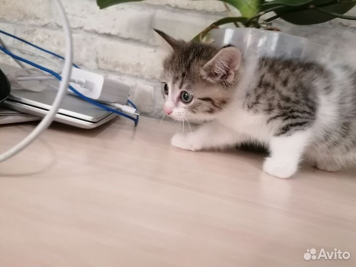 Кошка