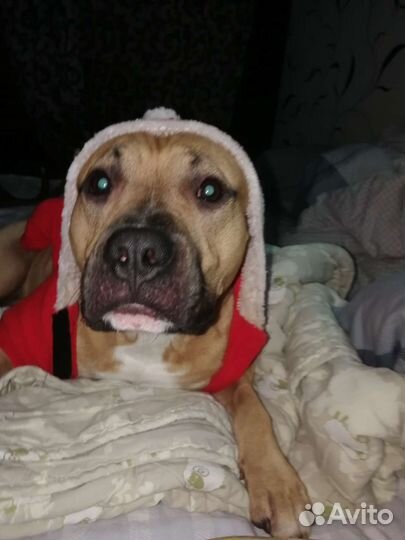 Амстафф Случка