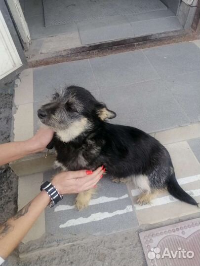 Маленький собакен Антон Палыч