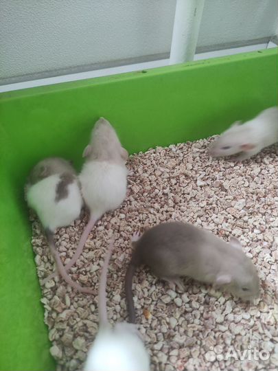 Крысята дамбо