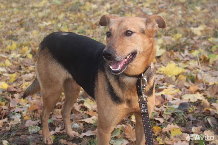 Симпатичная Тайга ищет дом, в добрые руки