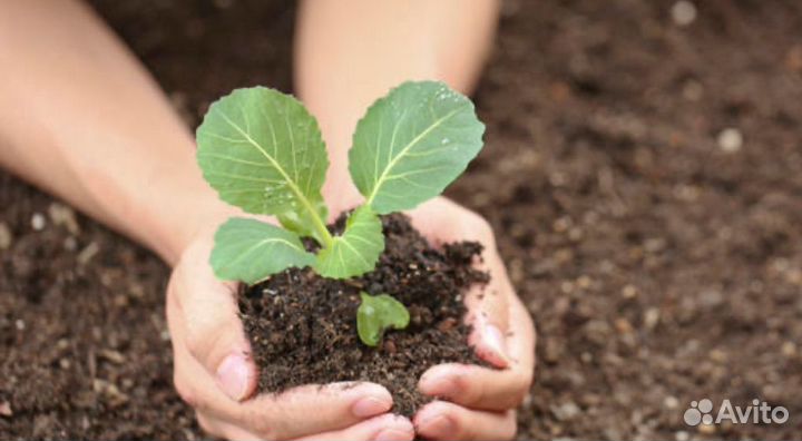 Рассада капусты