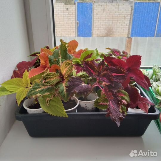 Колеусы вегетативные