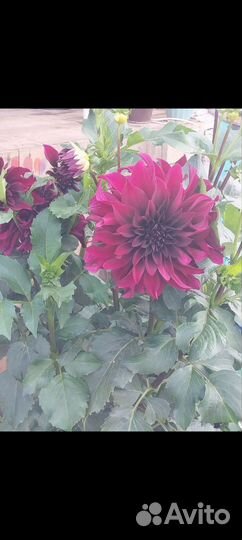 Корни георгин