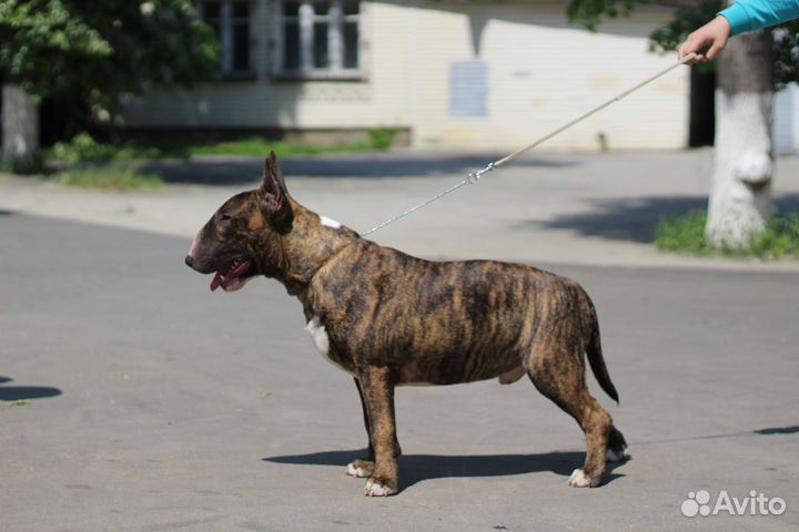 Щенки стандартного бультерьера