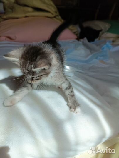 Котенок лечебный 2 мес. Родилась на Пасху