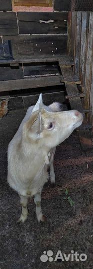 Козы