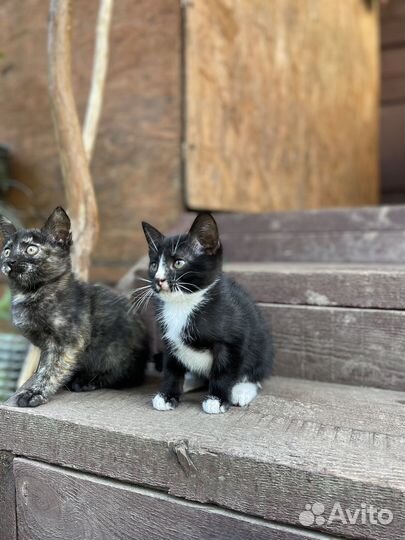 Котята в добрые руки бесплатно