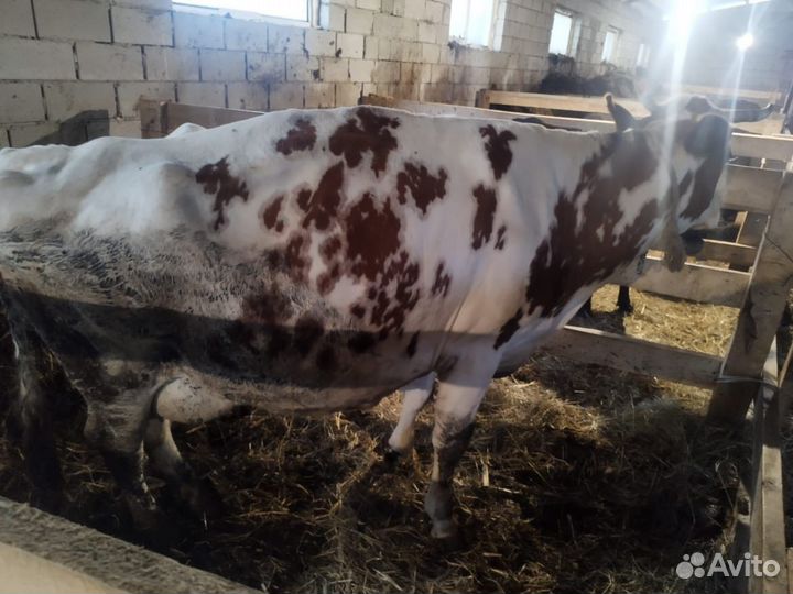 Корова стельная