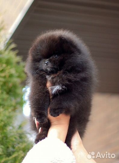 Померанский шпиц малыши