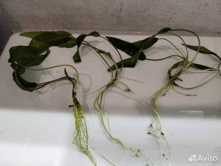 Аквариумные растения Криптокорина, Роголистник