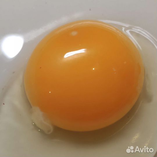 Домашние яйца