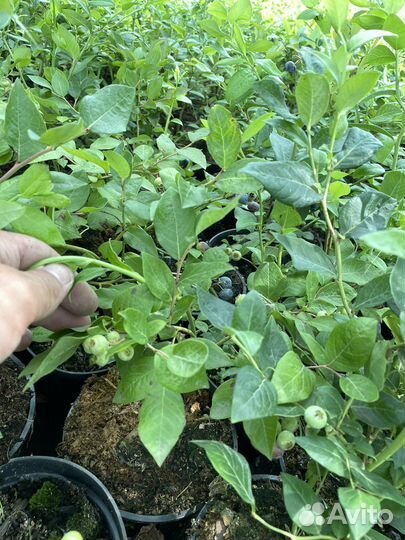 Саженцы голубики