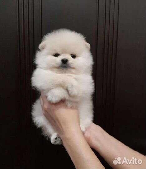 Померанский шпиц медвежьего типа