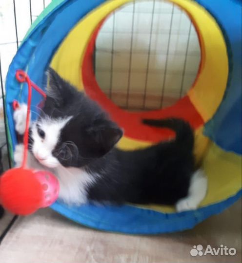Котятки в добрые руки