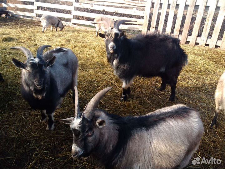 Козлы, козы